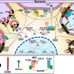 NFAT signaling in DCs in response to microbes, TLR ligands, and particulates

Published in: Fric, J., Zelante, T., Wong, A. Y., Mertes, A., Yu, H.-B. B., & Ricciardi-Castagnoli, P. (2012). NFAT control of innate immunity. Blood, 120(7), 1380–9. doi:10.1182/blood-2012-02-404475