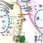 IL-2 release by DCs

Published in: Zelante, T., Fric, J., Wong, A. Y., & Ricciardi-Castagnoli, P. (2012). Interleukin-2 production by dendritic cells and its immuno-regulatory functions. Frontiers in immunology, 3, 161. doi:10.3389/fimmu.2012.00161