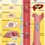 Brain development and microglial ontogeny 

Published in: Ginhoux, F., & Prinz, M. (2015). Origin of microglia: current concepts and past controversies. Cold Spring Harbor perspectives in biology, 7(8), a020537. doi:10.1101/cshperspect.a020537