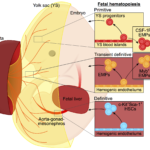 Embryonic Haematopoiesis

Published in: Ginhoux, F., & Guilliams, M. (2016). Tissue-Resident Macrophage Ontogeny and Homeostasis. Immunity, 44(3), 439–449. doi:10.1016/j.immuni.2016.02.024